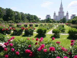 Наблюдение за фестивалем из ботанического сада МГУ